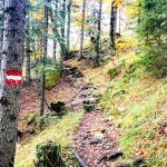 Durch den Wald zum Guffert