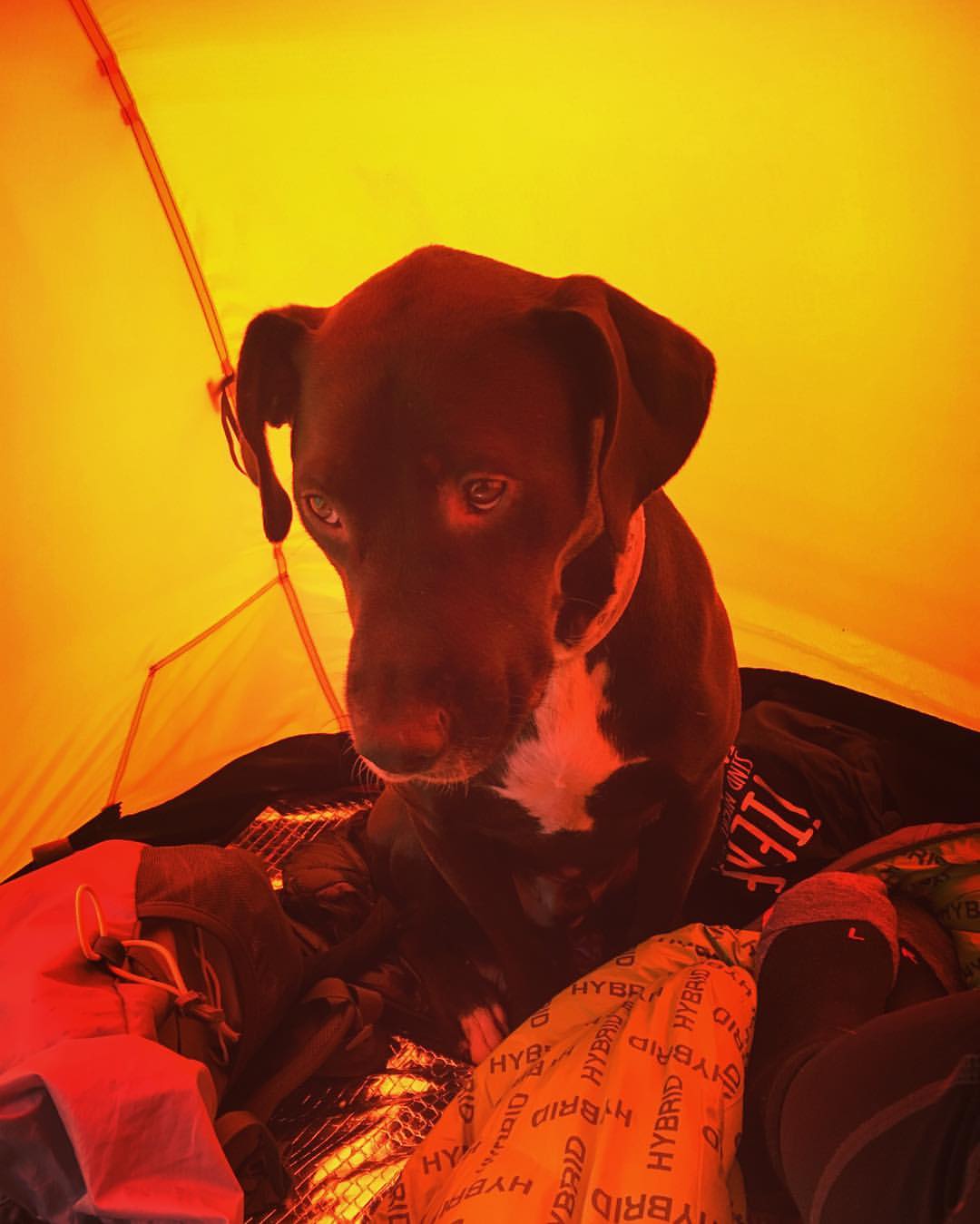 Zelten mit Hund viele Tipps &amp; Tricks Alpinfux