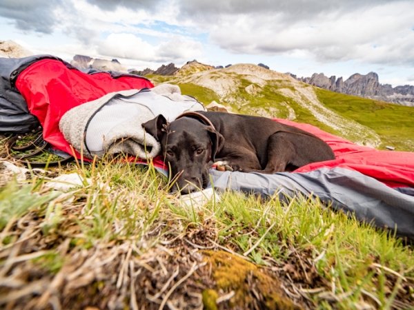 Biwakieren mit Hund Alle Infos alpinfux.de